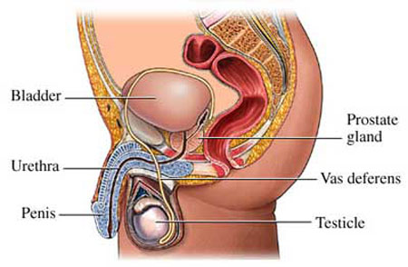 Low testosterone in women weight gain