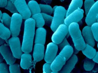 Bacteria detox, gyrase