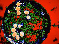 Cancer, dna, precancerous cells,